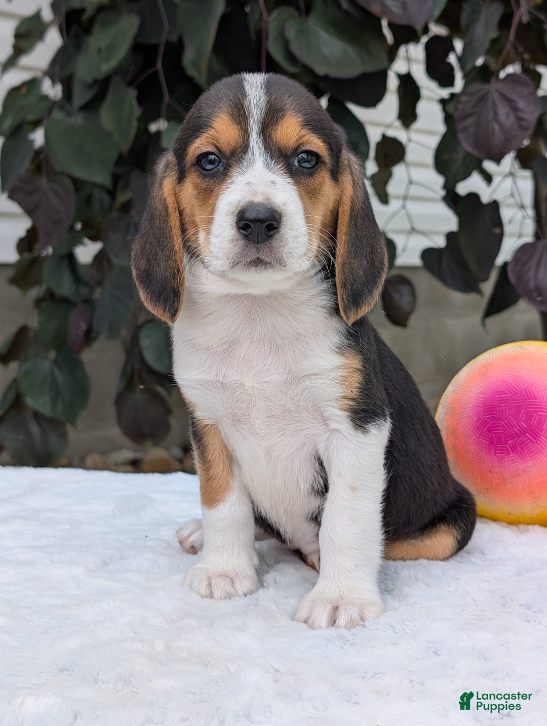 Beagle dogs for sale: Lilly - Image 5