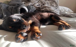 Rottweiler dogs for sale: Lylah - Image 2