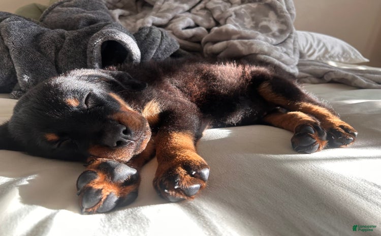 Rottweiler dogs - Advert 14