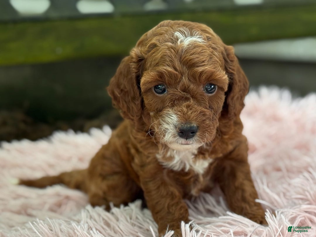 Cavapoo dogs for sale: Bella - Image 3