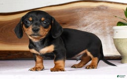 Miniature Dachshund dogs for sale: Arrow - Image 1