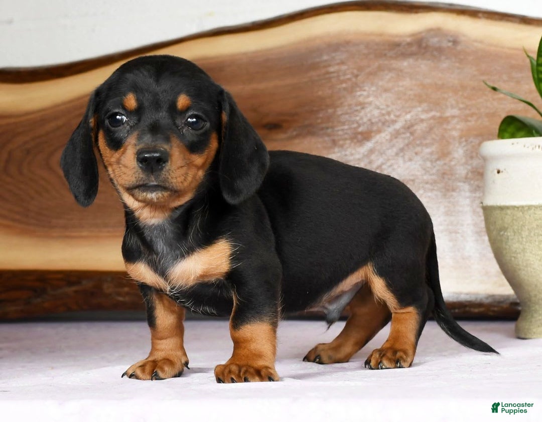 Miniature Dachshund dogs for sale: Arrow - Image 1