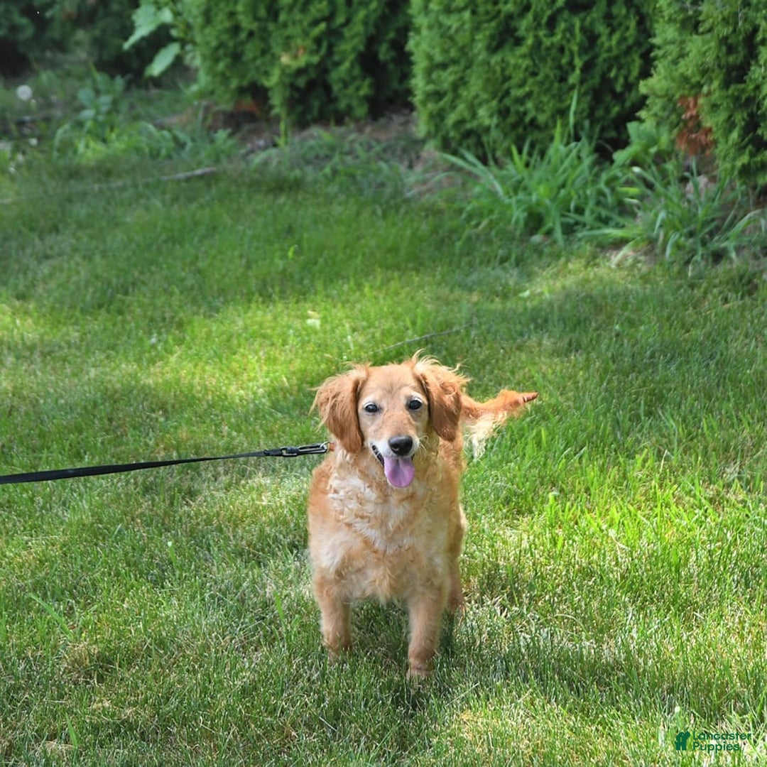 Mini Goldendoodle dogs for sale: Marco - Image 11
