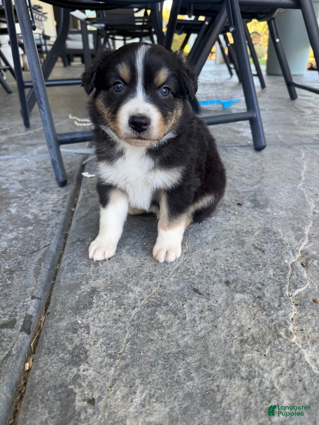 Australian Shepherd dogs for sale: Light Blue Collar - Image 2