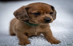Miniature Dachshund dogs for sale: Celebrity - Image 7