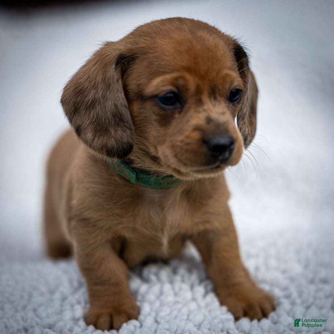 Miniature Dachshund dogs for sale: Celebrity - Image 7