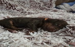 Labradoodle dogs for sale: Bingo - Image 1