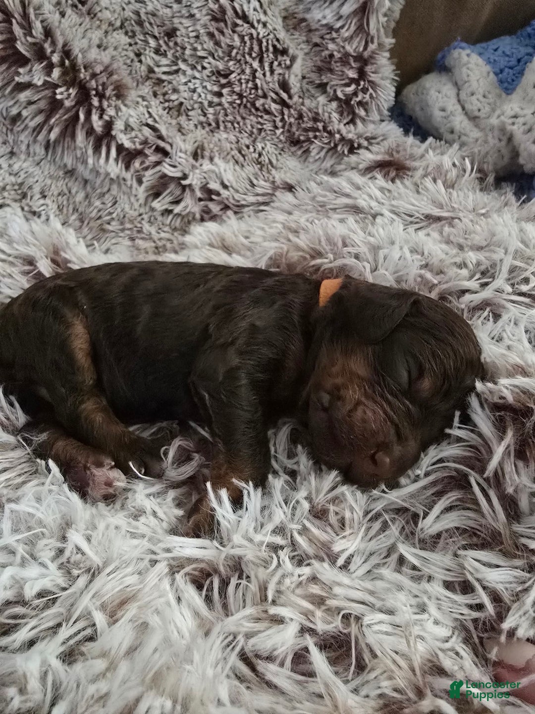 Labradoodle dogs for sale: Bingo - Image 1