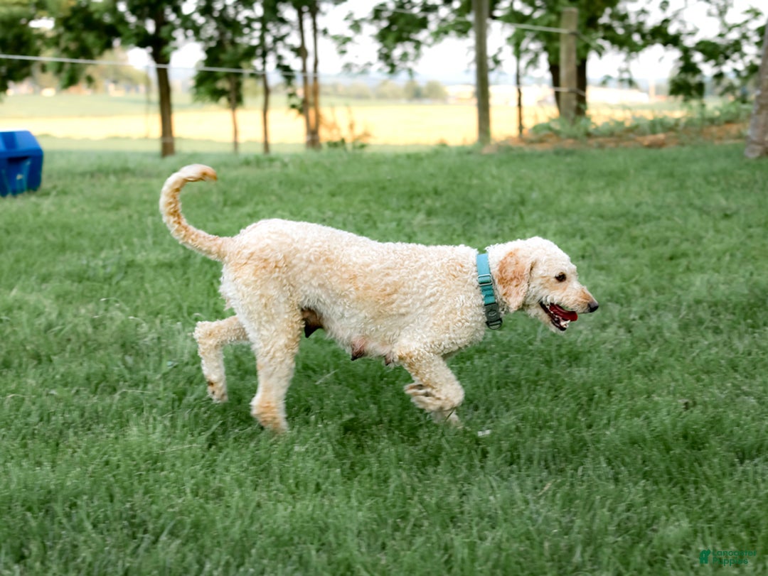 Mini Goldendoodle dogs for sale: Kenton - Image 5