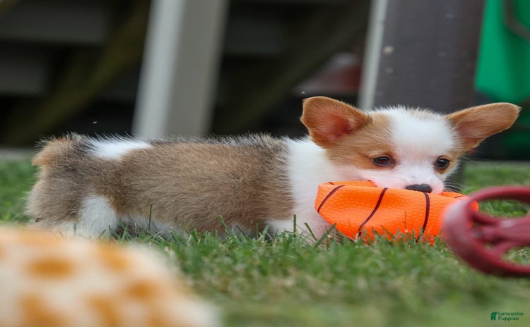 Welsh Corgi Pembroke dogs for sale - Ad 3