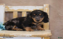 Miniature Dachshund dogs for sale: Kermit - Image 5