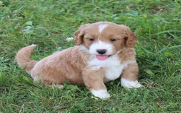 Mini Goldendoodle dogs for sale: Victor - Image 6