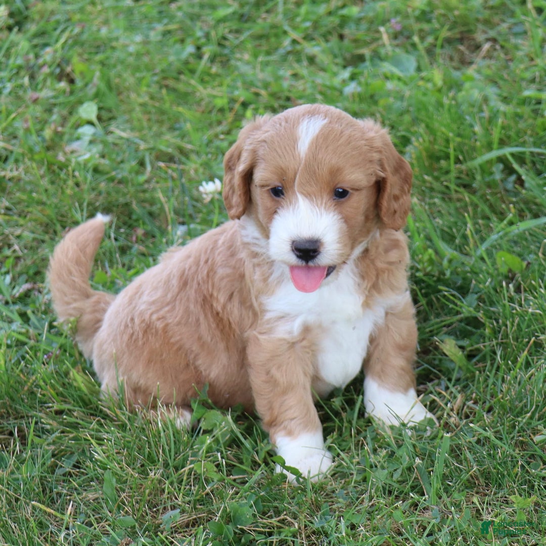 Mini Goldendoodle dogs for sale: Victor - Image 6