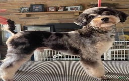 Aussiedoodle dogs for sale: Milly - Image 20
