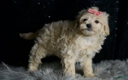 Maltipoo dogs for sale: Maltipoo 5 puppies - Image 2