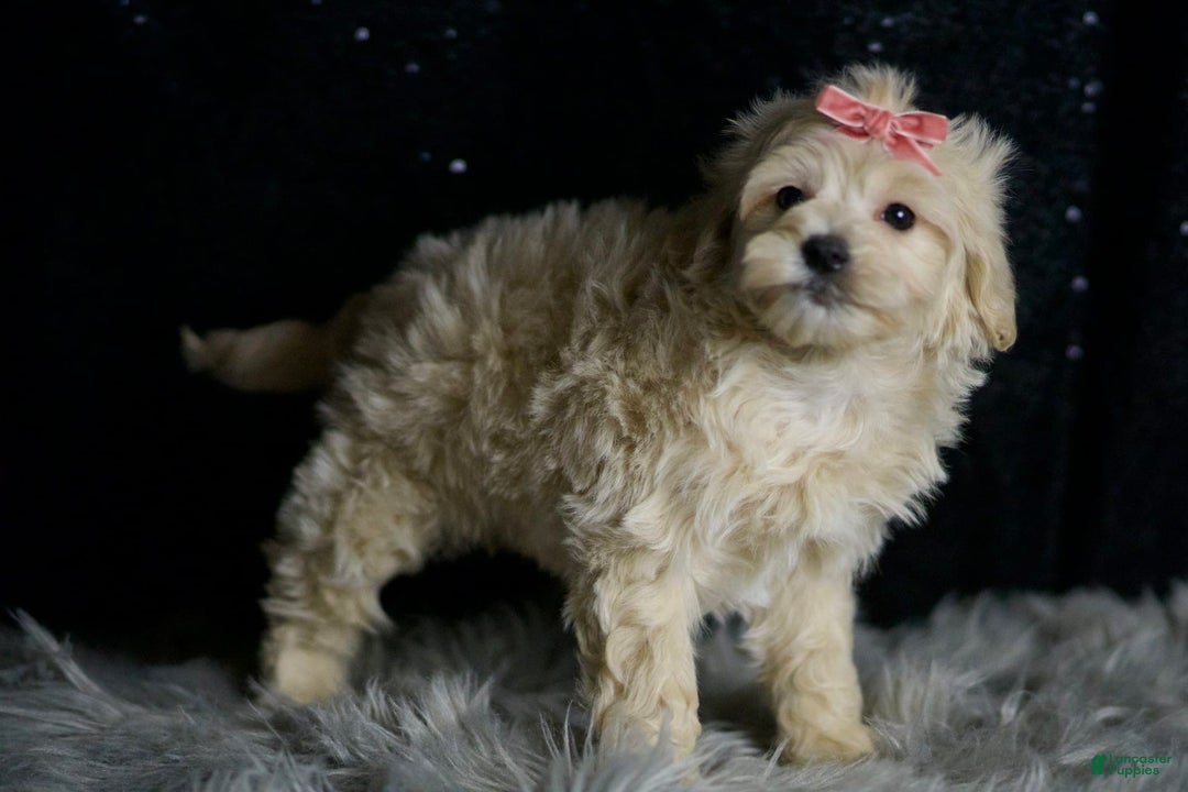 Maltipoo dogs for sale: Maltipoo 5 puppies - Image 2