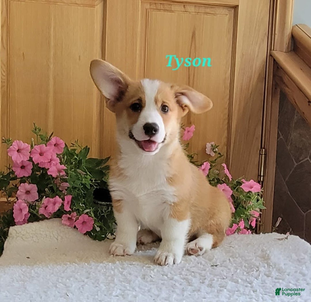 Welsh Corgi Pembroke dogs for sale: Tyson - Image 5