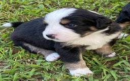 Australian Shepherd dogs for sale: Belle Starr - Image 2