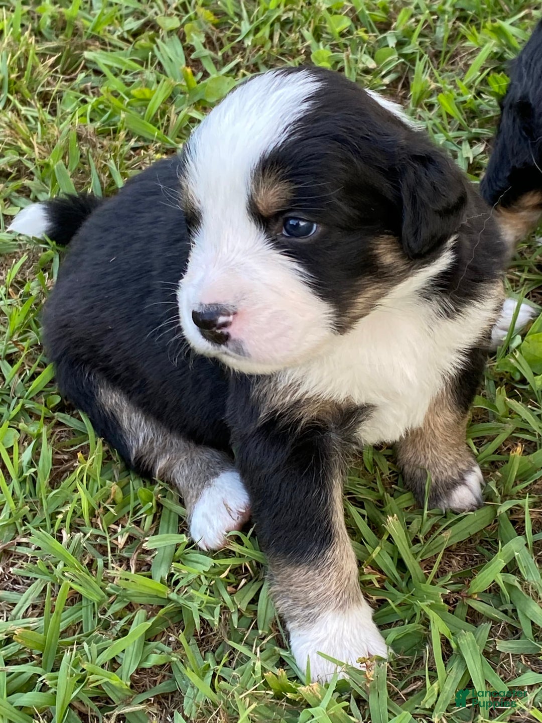 Australian Shepherd dogs for sale: Belle Starr - Image 2