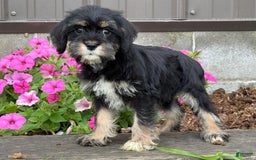 Miniature Schnauzer dogs for sale: Paige - Image 2