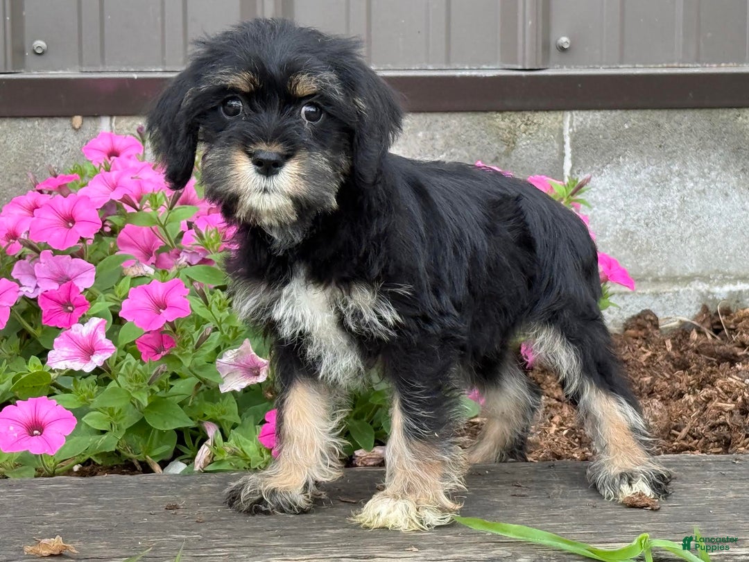 Miniature Schnauzer dogs for sale: Paige - Image 2