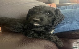 Goldendoodle dogs for sale: Ash - Image 4