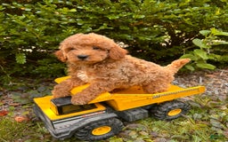 Mini Goldendoodle dogs for sale: Otis - Image 10