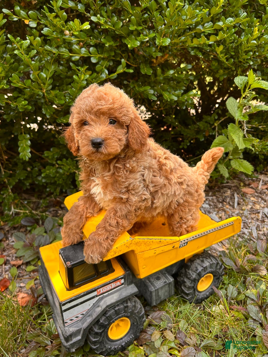 Mini Goldendoodle dogs for sale: Otis - Image 10
