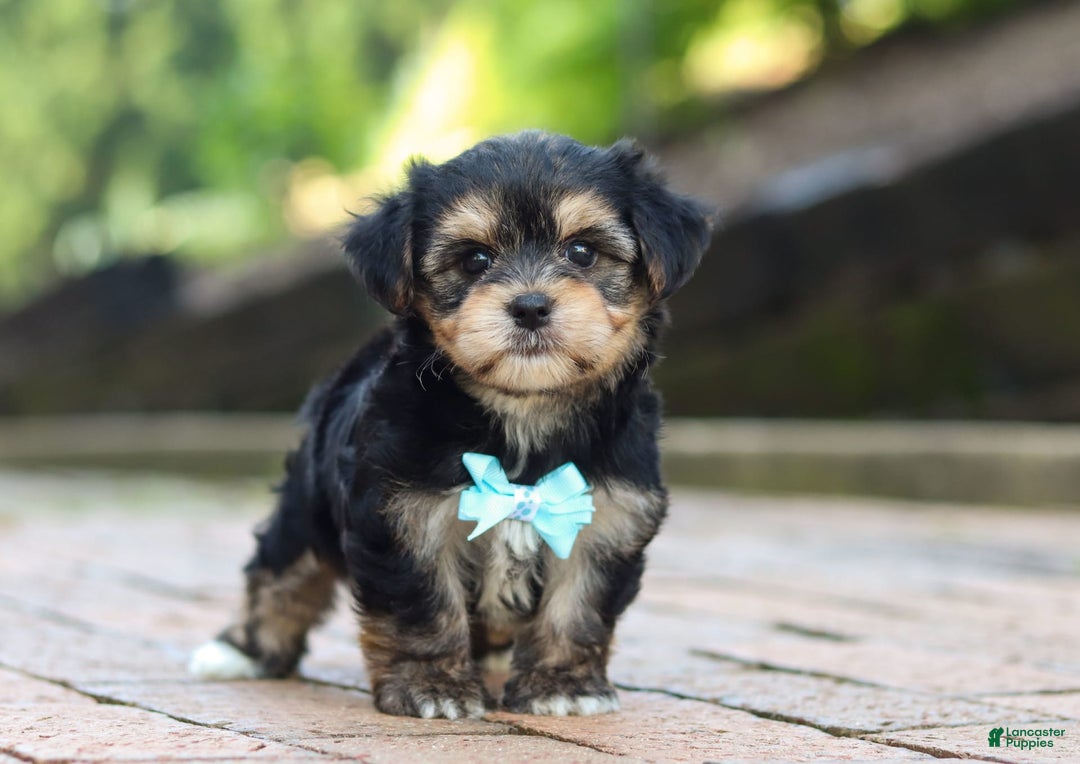 Morkie dogs for sale: Paul - Image 5