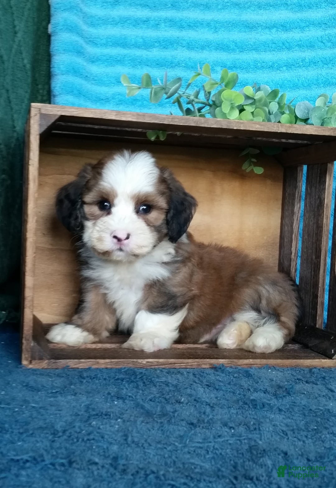 Havanese dogs for sale: Dallas - Image 8