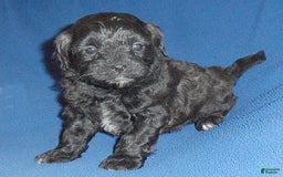 Shihpoo dogs for sale: Toby - Image 3