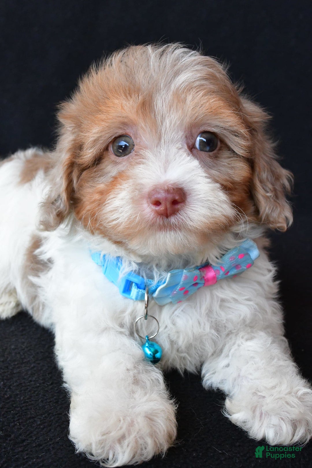 Havapoo dogs for sale: Max - Image 5