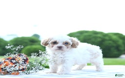 Toy Poodle dogs for sale: Karter - Image 8