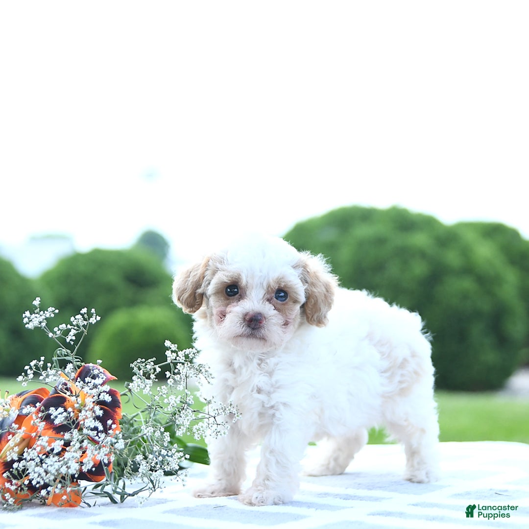 Toy Poodle dogs for sale: Karter - Image 8