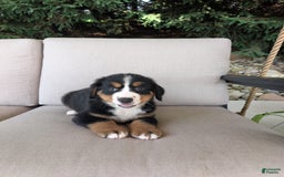 Bernese Mountain Dog dogs for sale: Leo - Image 4