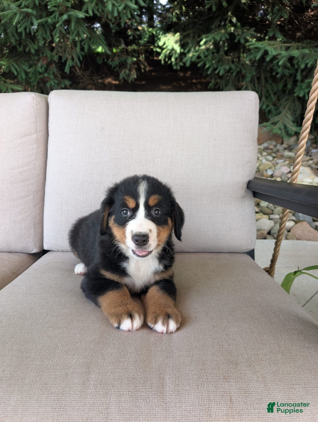 Bernese Mountain Dog dogs for sale: Leo - Image 4