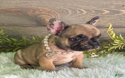Frenchton dogs for sale: Remi - Image 2