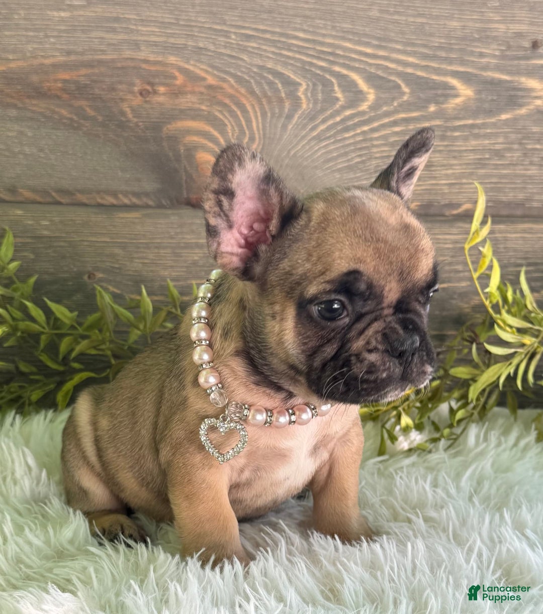 Frenchton dogs for sale: Remi - Image 2