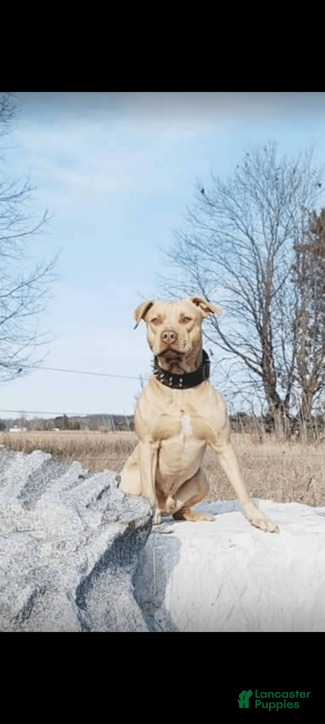 American Pit Bull Terrier dogs for sale: Ripper - Image 3
