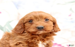 Cavapoo dogs for sale: Cavapoo 5 puppies - Image 27
