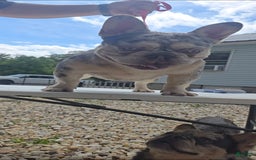 French Bulldog dogs for sale: Riot - Image 2