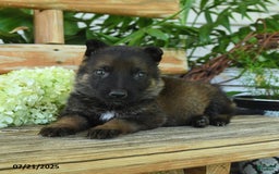 German Shepherd dogs for sale: German Shepherd 10 puppies - Image 6