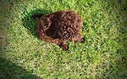 Havapoo dogs for sale: Genesis - Image 8