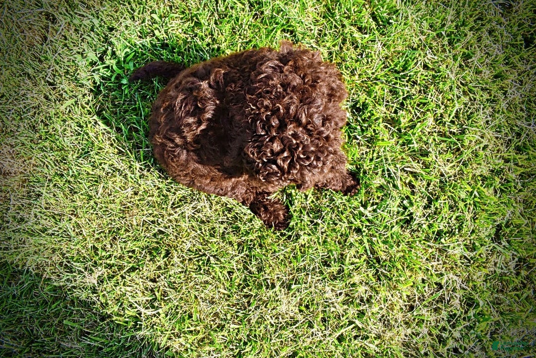 Havapoo dogs for sale: Genesis - Image 8