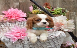 Cavalier King Charles Spaniel dogs for sale: Darrel - Image 5