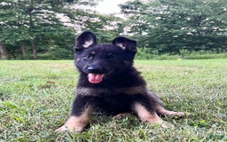 German Shepherd dogs for sale: Londyn - Image 1