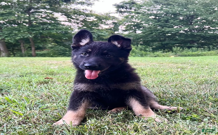 German Shepherd dogs for sale - Ad 2