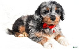 Mini Aussiedoodle dogs for sale: Elias - Image 2