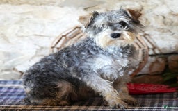 Miniature Schnauzer dogs for sale: Tinker - Image 10