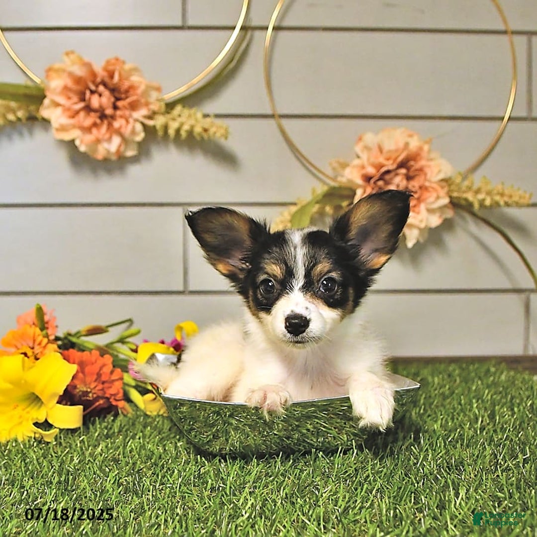 Papillon dogs for sale: Quinn - Image 7